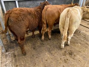 300kg Bullocks @ Leinster Livestock - Image 2