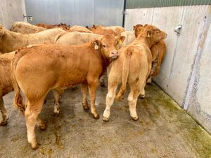 U Grading Bulls @ Leinster Livestock - Image 3