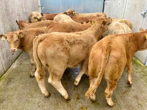 U Grading Bulls @ Leinster Livestock - Image 2