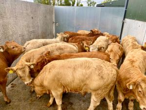 U Grading Bulls @ Leinster Livestock - Image 2