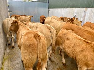 U Grading Bulls @ Leinster Livestock - Image 2