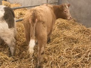 2 Cheap Heifers @ Leinster Livestock - Image 2