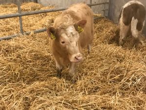 2 Cheap Heifers @ Leinster Livestock - Image 3