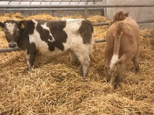 2 Cheap Heifers @ Leinster Livestock - Image 4