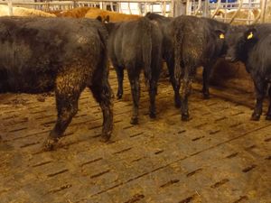 Donegal  Angus  @ Leinster Livestock - Image 4