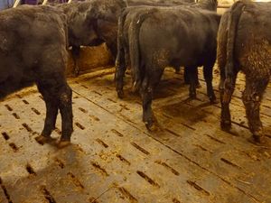 Donegal  Angus  @ Leinster Livestock - Image 2