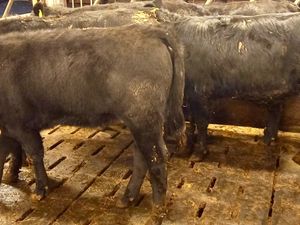 Donegal  Angus  @ Leinster Livestock - Image 2