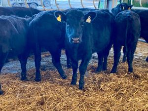 Angus Heifers @ Leinster Livestock - Image 3