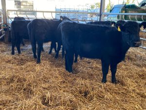 Angus Heifers @ Leinster Livestock - Image 2