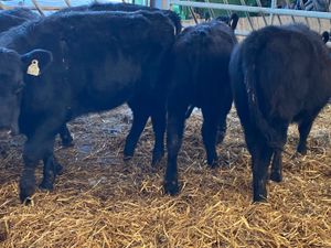 Angus Heifers @ Leinster Livestock - Image 4