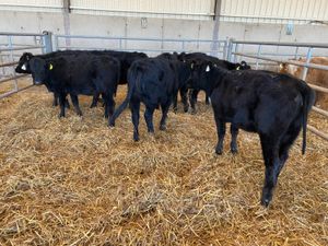 Angus Heifers @ Leinster Livestock - Image 2