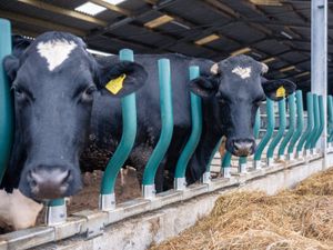 Feed Rail Barrier System - Image 4