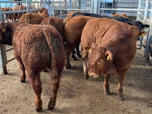 Savage Bullocks @ Leinster Livestock - Image 4