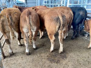 Savage Bullocks @ Leinster Livestock - Image 2
