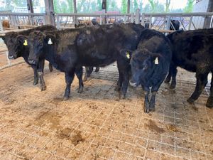 Angus Bulls @ Leinster Livestock - Image 2