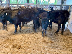 Angus Bulls @ Leinster Livestock - Image 4