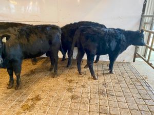 Angus Bulls @ Leinster Livestock - Image 3