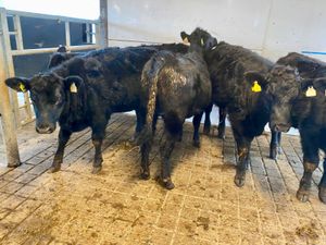 Angus Bulls @ Leinster Livestock - Image 2