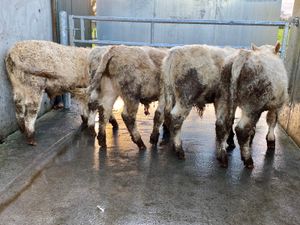 Charolais Bullocks @ Leinster Livestock - Image 3