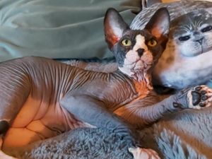 Sphynx Sphinx kittens cat(can deliver) for sale in Laois for