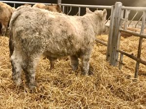 300kg Bullocks @ Leinster Livestock - Image 3