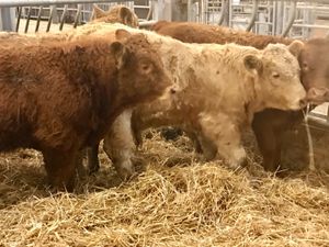 300kg Bullocks @ Leinster Livestock - Image 4