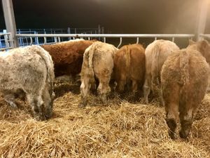 300kg  Bullocks @ Leinster Livestock - Image 2