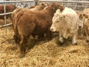300kg  Bullocks @ Leinster Livestock - Image 2