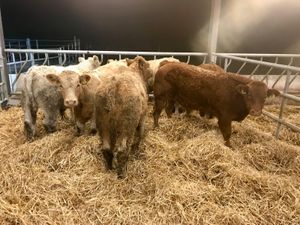 300kg Bullocks @ Leinster Livestock - Image 3