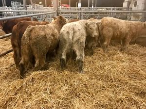300kg Bullocks @ Leinster Livestock - Image 4