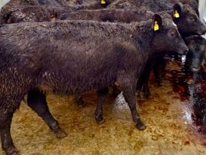 Rough N Ready @ Leinster Livestock - Image 2