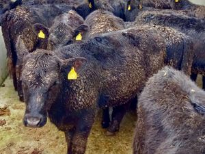 Rough N Ready @ Leinster Livestock - Image 3