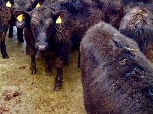 Rough N Ready @ Leinster Livestock - Image 4