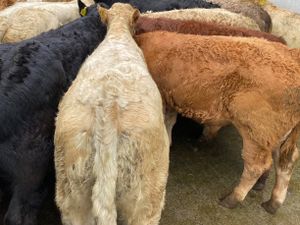 Mixed Grill @ Leinster Livestock - Image 4