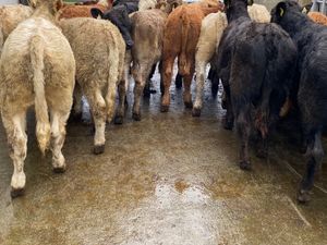 Mixed Grill @ Leinster Livestock - Image 3