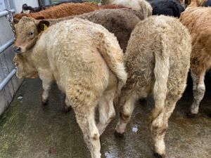 Mixed Grill @ Leinster Livestock - Image 2