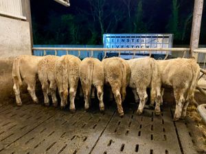 Do U Need Champion Charolais Heifers - Image 2