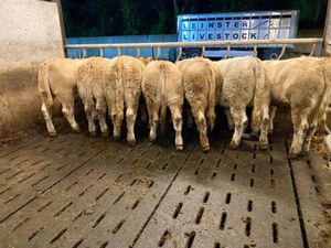 Do U Need Champion Charolais Heifers - Image 4