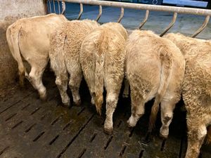 Do U Need Champion Charolais Heifers - Image 2