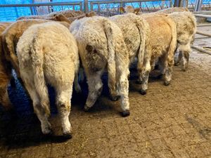 Do U Need Champion Charlois Bullocks - Image 2