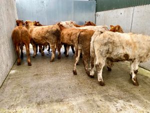 10 Cheap DONEGAL Continental Bulls - Image 3