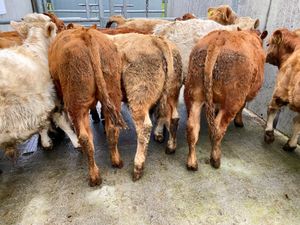 10 Cheap DONEGAL Continental Bulls - Image 4