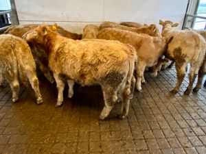10 DONEGAL Charolais Heifers - Image 4
