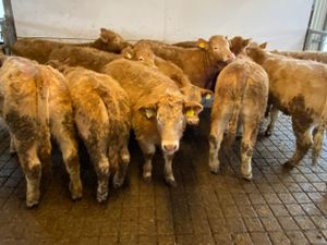 10 DONEGAL Charolais Heifers - Image 3