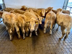 10 DONEGAL Charolais Heifers - Image 2