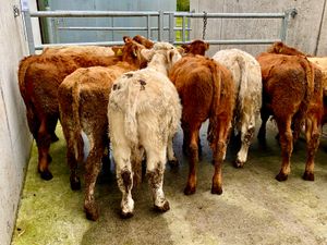 10 Cheap Continental Bulls - Image 2