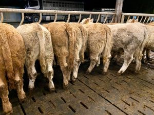 370kg Powerful Charolais Heifers - Image 4