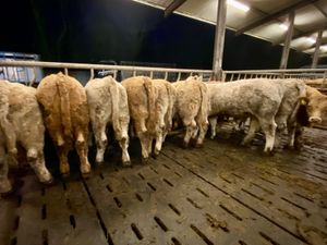 370kg Powerful Charolais Heifers - Image 2