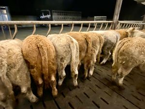 Do U Need Powerful Charolais Heifers - Image 2