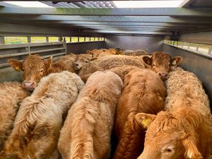 Do U Need  Charolais Bullocks - Image 2